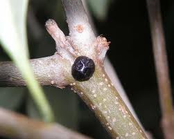 cochenille noire de l'olivier