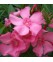 Laurier rose Grandiflorum
