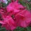 Roseum Plenum