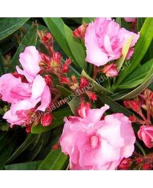 Laurier rose Splendens Giganteum