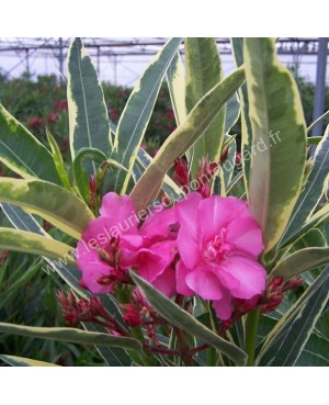 Laurier rose Splendens Variegata