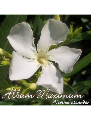 ALBUM MAXIMUM