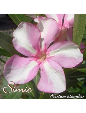 SIMIE