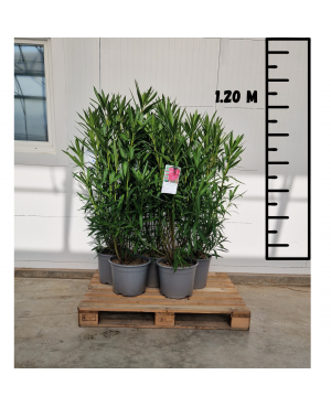 5 LAURIERS EN 15 L envoy&eacute; par Transporteur