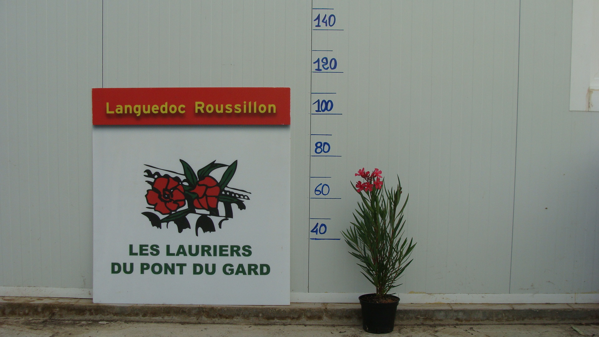 Laurier rose en conteneur de 3 litres