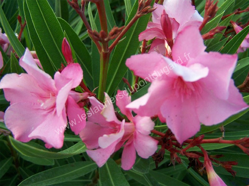 Laurier rose Madame Planchon