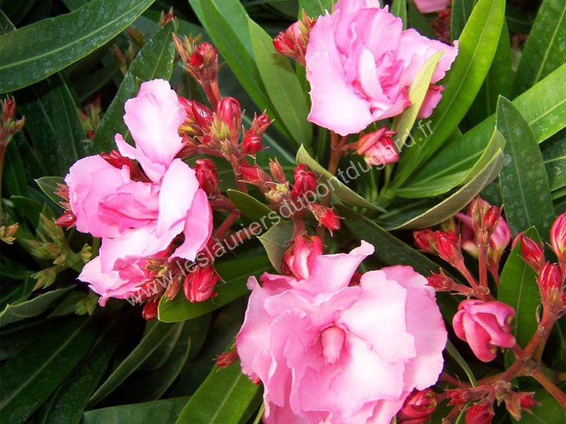 Laurier rose Splendens Giganteum