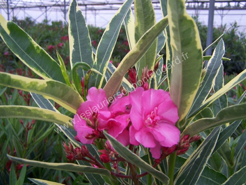 Laurier rose Splendens Variegata