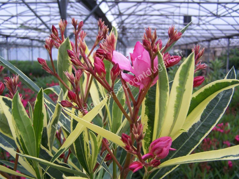 Lauriers roses Splendens Variegata