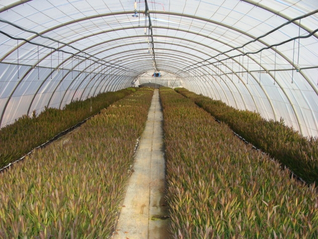 tunnel de bouturage