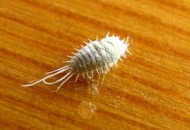 cochenille farineuse